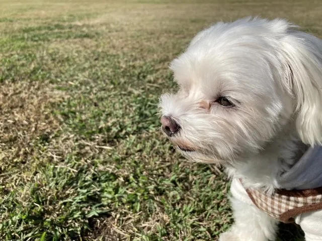 故人が飼っていたペットはどうすればいい？遺品整理時における心構えについて