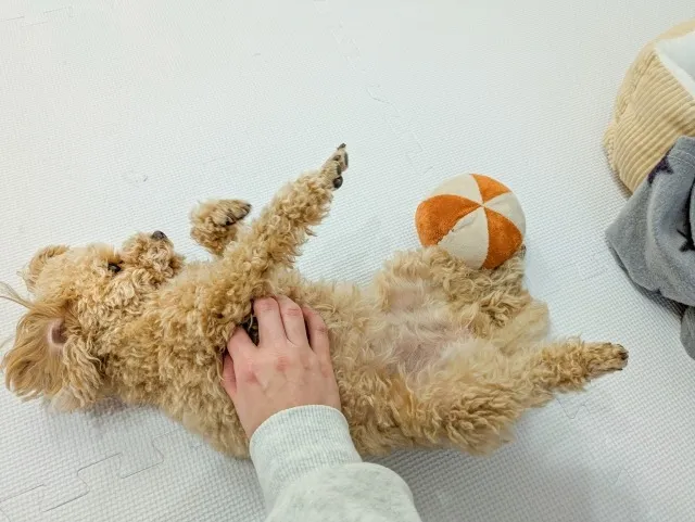 お腹を出している犬