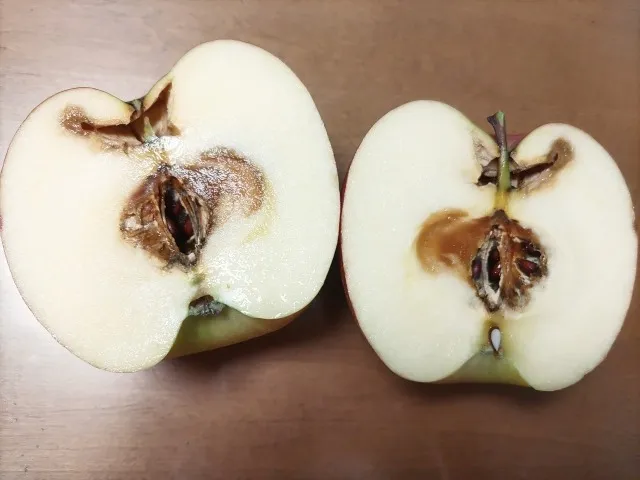 腐敗の始まりイメージ