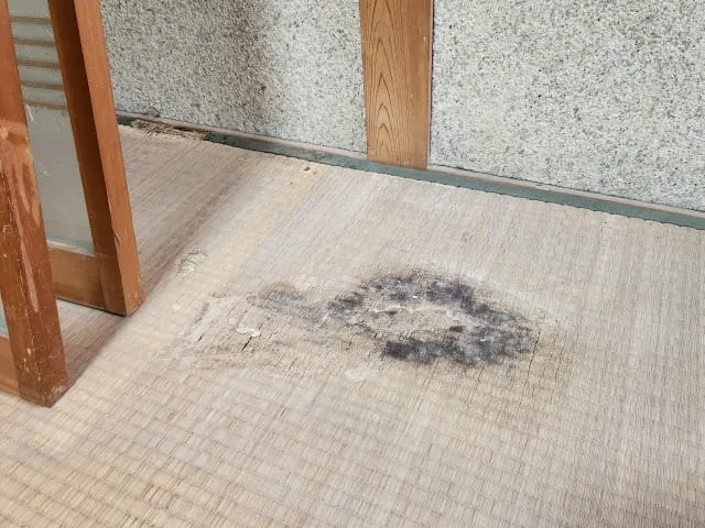 腐乱臭による害虫やカビの発生リスク